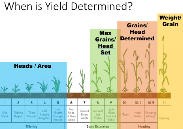How do you keep fall-applied nitrogen accessible at peak demand in April?